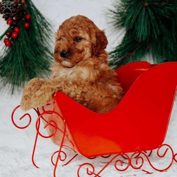 Noelle, Mini Goldendoodle Puppy